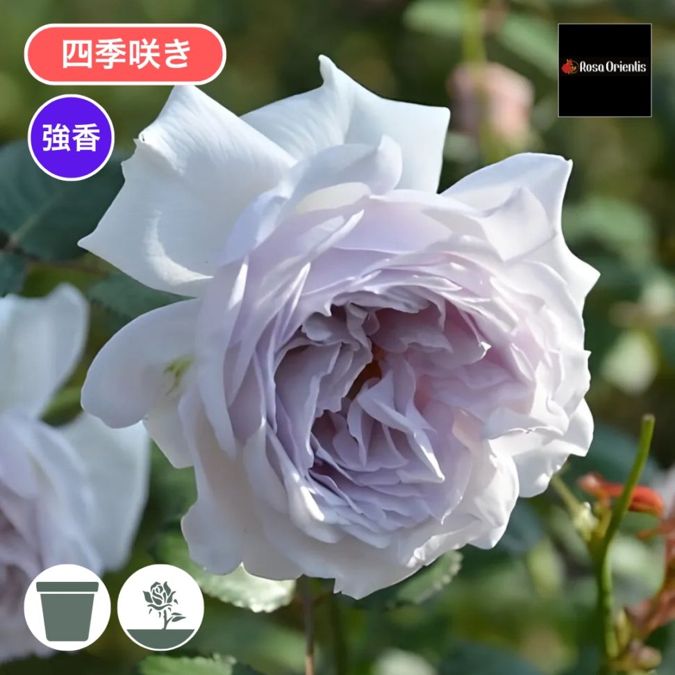 バラ苗 予約新苗 2026 コントレイル Contrail 国産ノイバラ台木使用