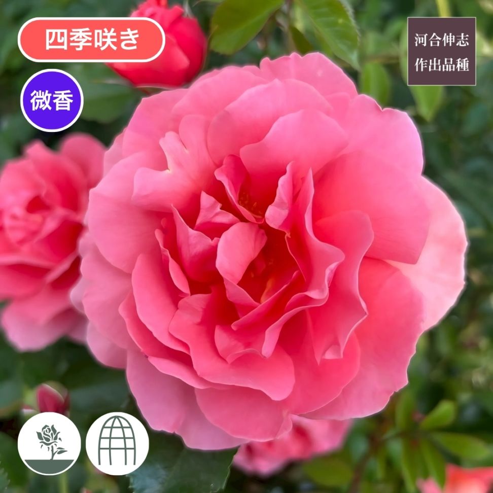 バラ苗 大苗 2026 ル デパール ド アヤセ 国産ノイバラ台木使用 | 大苗