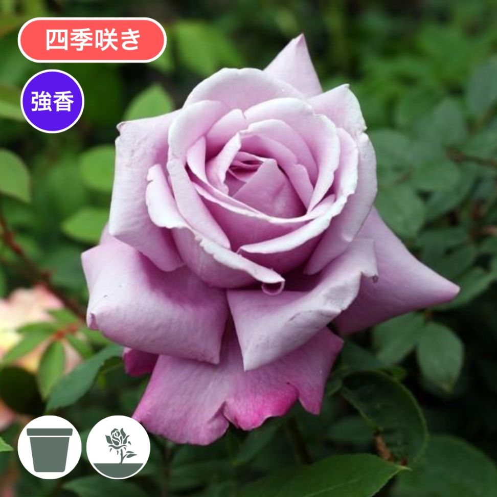 おススメ特集,青いバラ特集 | コマツガーデンオンラインショップ