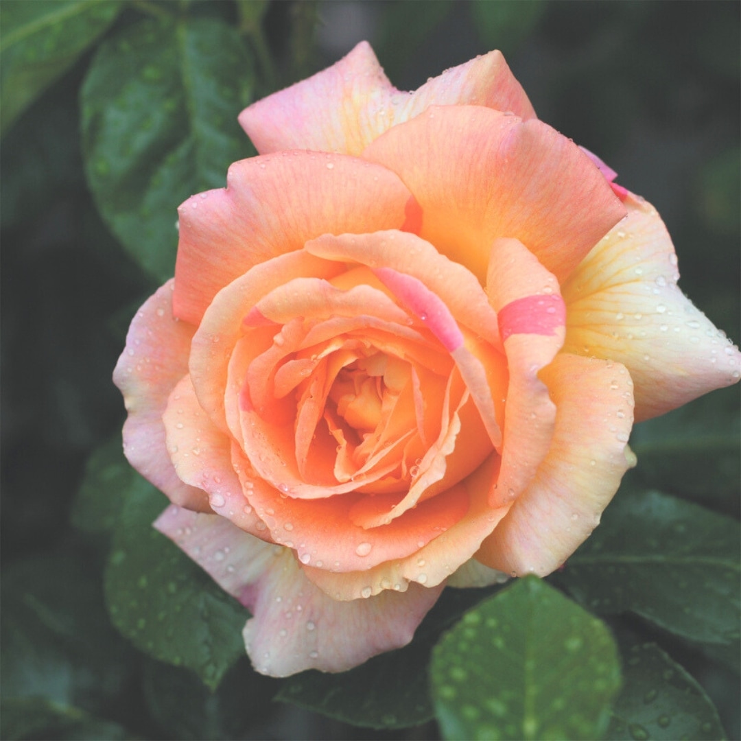 バラ苗 予約新苗 2026 ラジオ Radio 国産ノイバラ台木使用 | 予約新苗