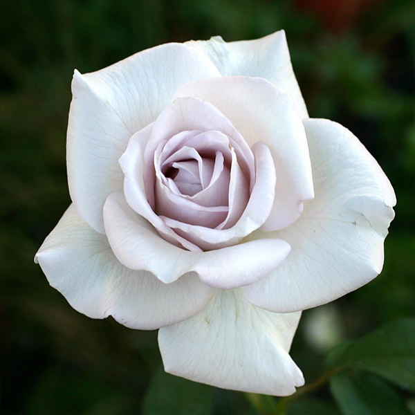 バラ苗 図鑑 ステンレス スチール Stainless Steel 国産ノイバラ台木