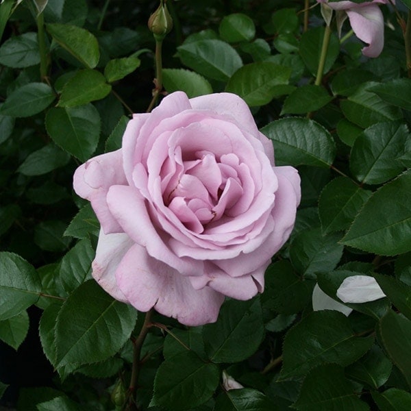 バラ苗 大苗 2026 ローズシナクティフ (ローズ シネルジック) Rose