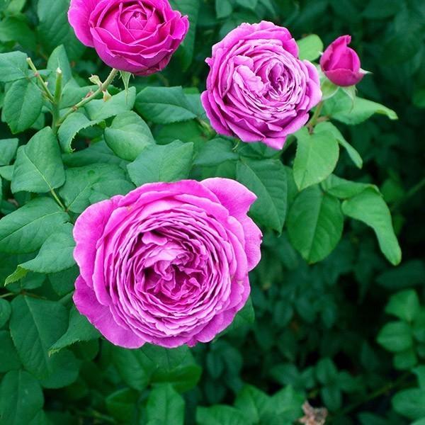 バラ苗 大苗 2026 ノスタルジック エレガンス Nostalgic Elegance 国産