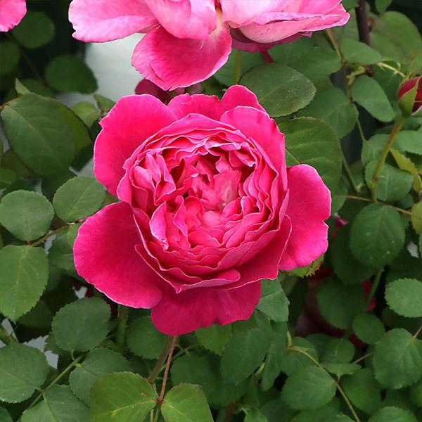 バラ苗 予約新苗 2026 イフ アイ フェル If I Fell 国産ノイバラ台木