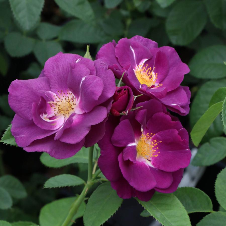 バラ苗 大苗 2026 ラプソディ イン ブルー Rhapsody in Blue 国産