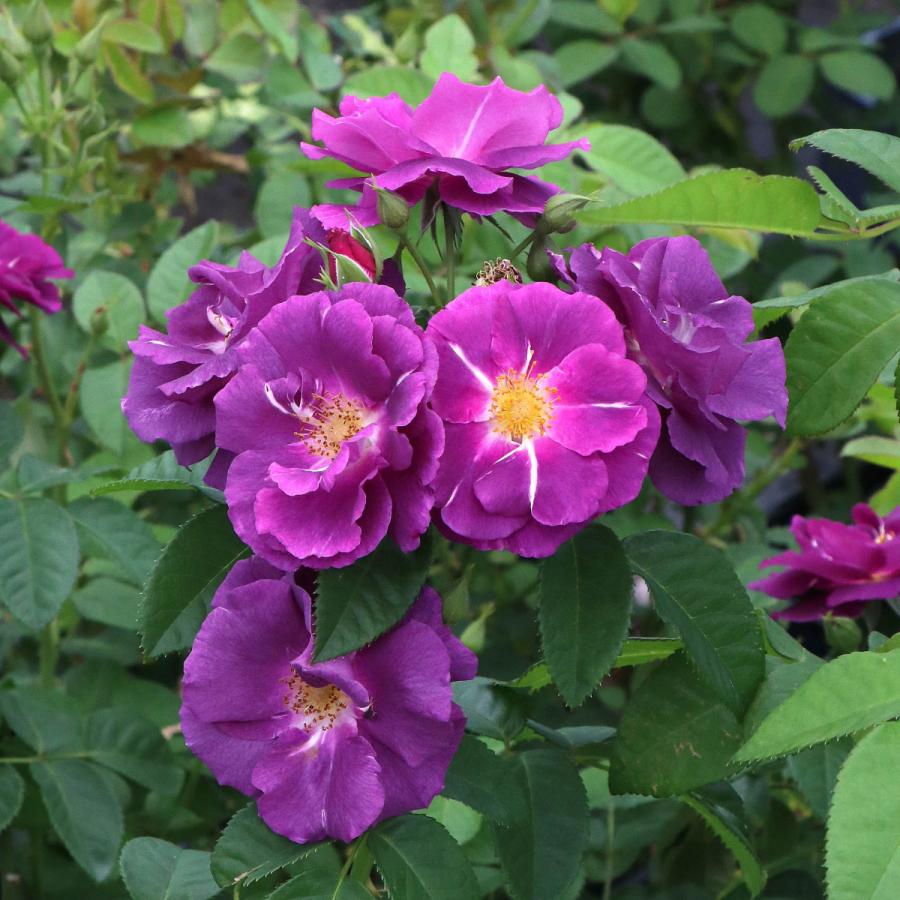 バラ苗 大苗 2026 ラプソディ イン ブルー Rhapsody in Blue 国産