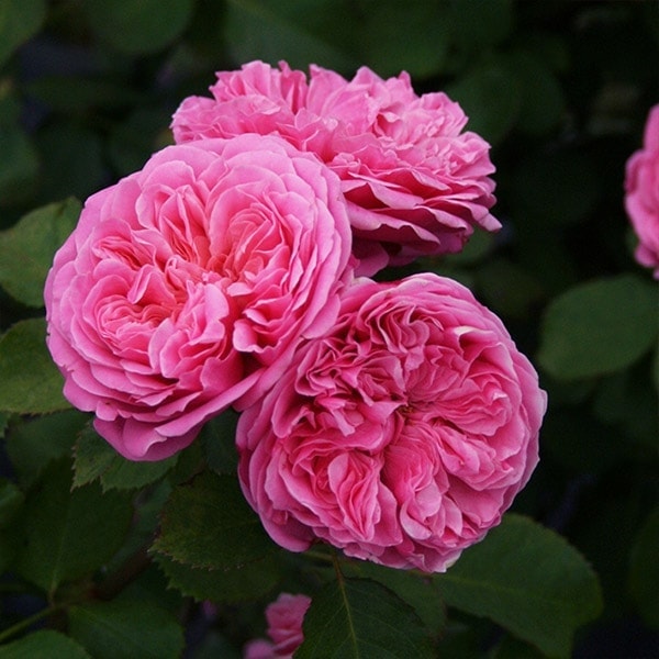 バラ苗 予約新苗 2026 マイ ディア My Dear 国産ノイバラ台木使用