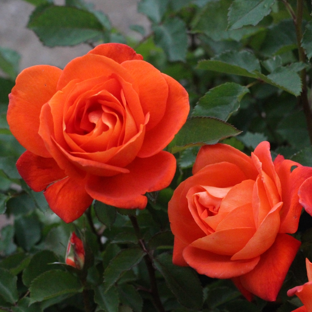 バラ苗 大苗 2026 スーパー トローパー Super Trouper 国産ノイバラ台