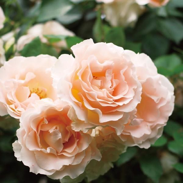 バラ苗 長尺苗 ロココ Rokoko 国産ノイバラ台木使用 | 長尺苗(ロング苗