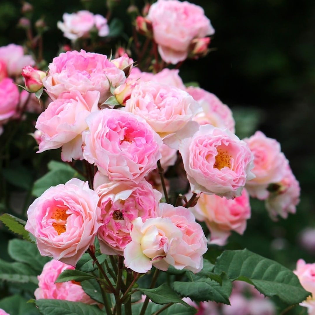 バラ苗 予約新苗 2026 マダム ドゥ スタール Madame de Stael 国産