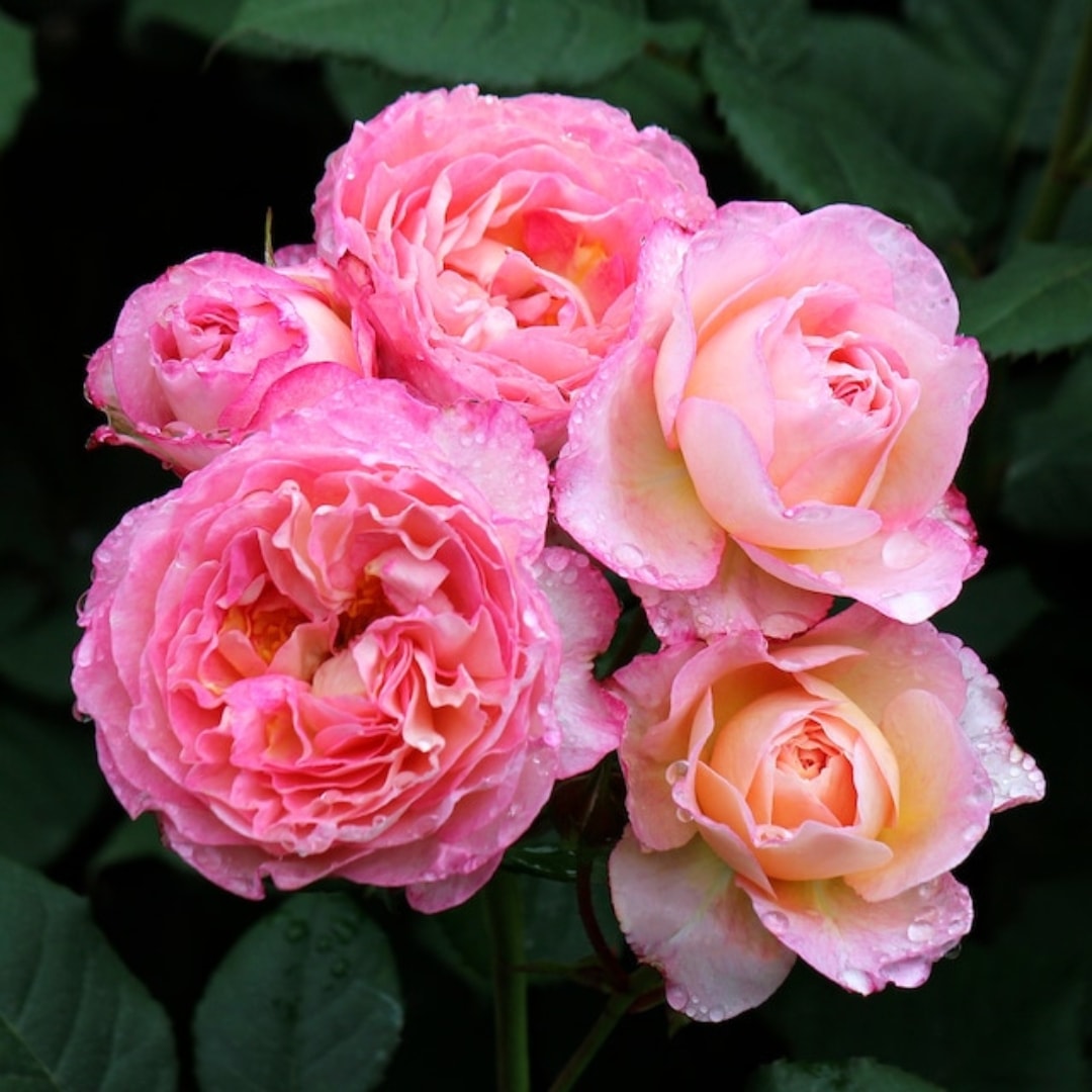 バラ苗 予約新苗 2026 マダム ドゥ スタール Madame de Stael 国産