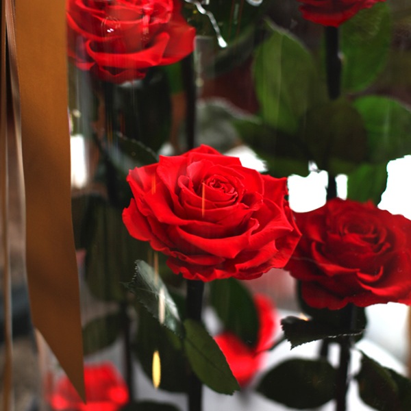 赤薔薇 プリザーブドフラワー デスティニーローズ5本 | スタイルから