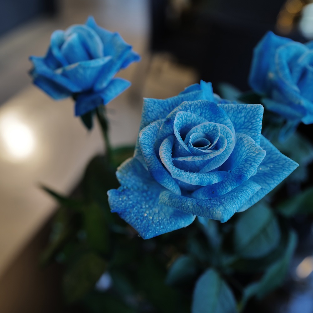 水色のバラ 本数指定 | バラ・生花,水色のバラ,本数指定 | ROSESHOP