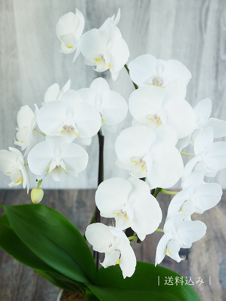 産地直送】椎名洋ラン園 ミディ胡蝶蘭4号鉢2本立ち｜白系｜送料込み