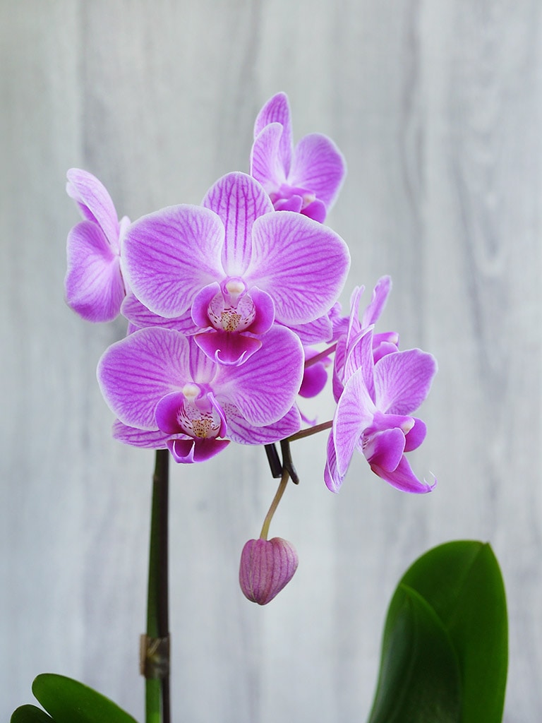 産地直送】椎名洋ラン園 マイクロ胡蝶蘭1本立ち｜淡いピンク系｜送料