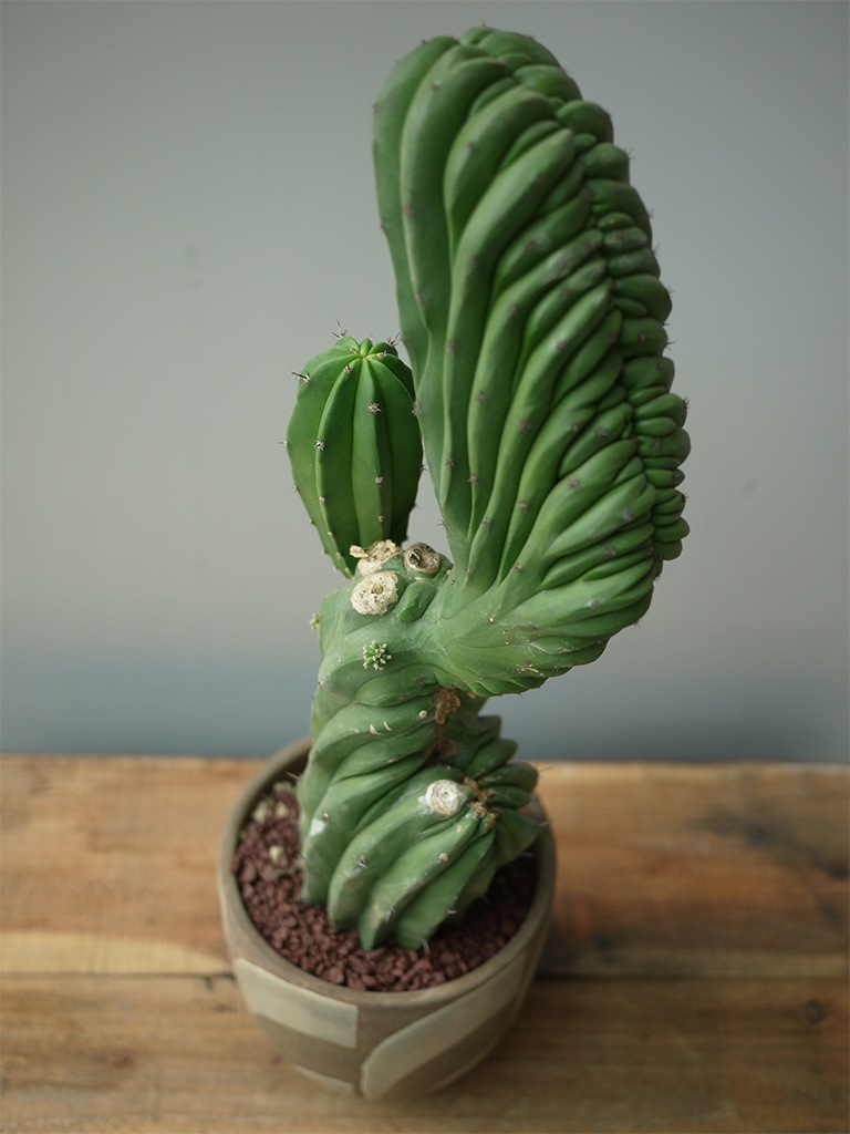 一点もの】サボテン 仙人閣 | スタイル,観葉植物 | レミルフォイユドゥ