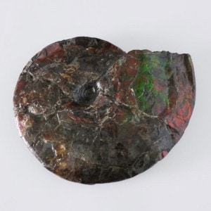 アンモライト標本 超特大｜マライカ公式通販