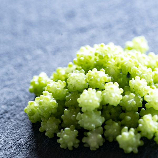 数量限定】抹茶のこんぺいとう お得な5個セット（金平糖 窓付き缶