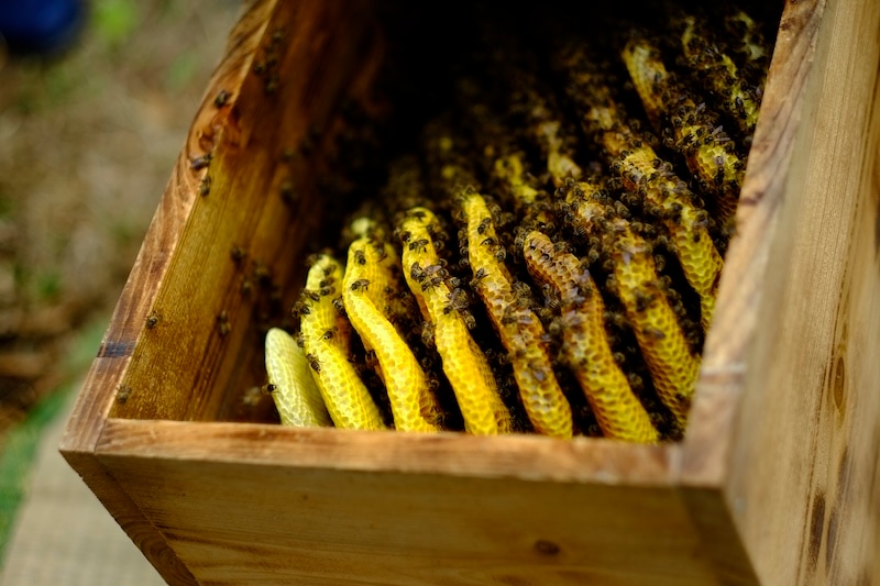 希少 日本みつばち 生はちみつ 450g 非加熱 鹿児島 原生林 国産