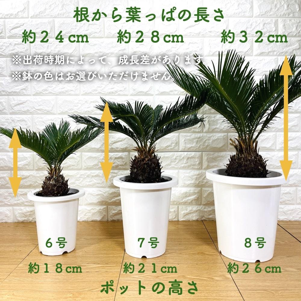 観葉植物 ソテツ 蘇鉄 8号鉢苗 大型種類 大きい 鉢植え 和風 和室 南国