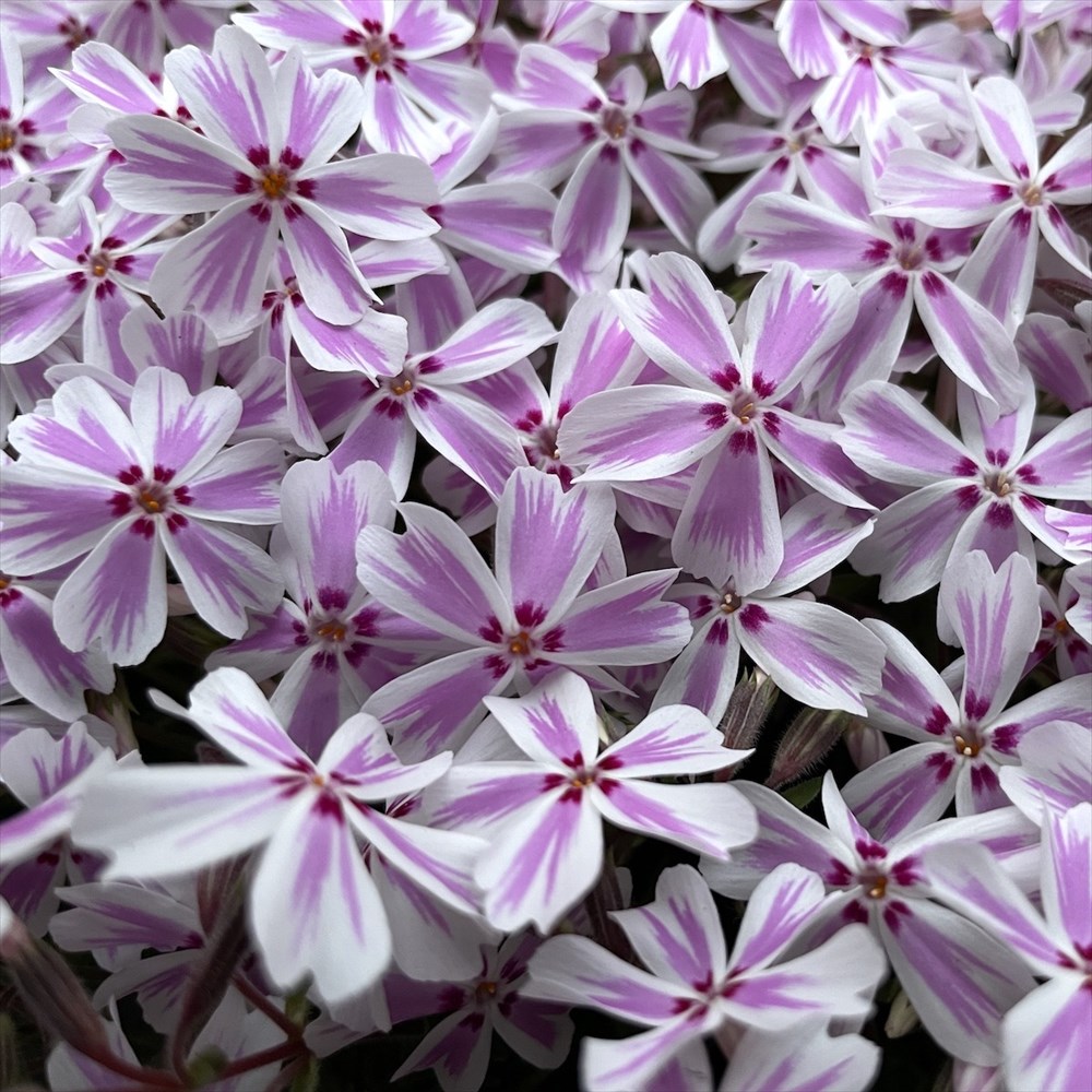 芝桜 苗 キャンディストライプ（多摩の流れ） 白地にピンク縞種 9cm
