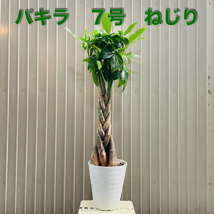 観葉植物 パキラ 5本編み 7号鉢 大型株 95cm 編み込み 発財樹 幸運の樹