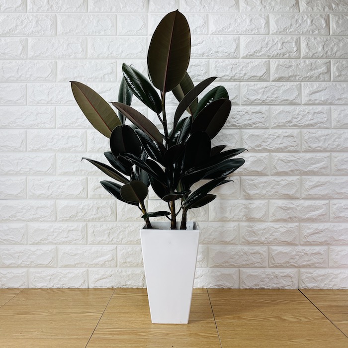 観葉植物 黒ゴムの木 フィカス・バーガンディ 6号鉢 苗木 鉢植え 希少