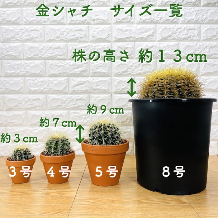 サボテンの王様 金鯱 8号鉢 大型 観葉植物 多肉植物 金シャチ おしゃれ