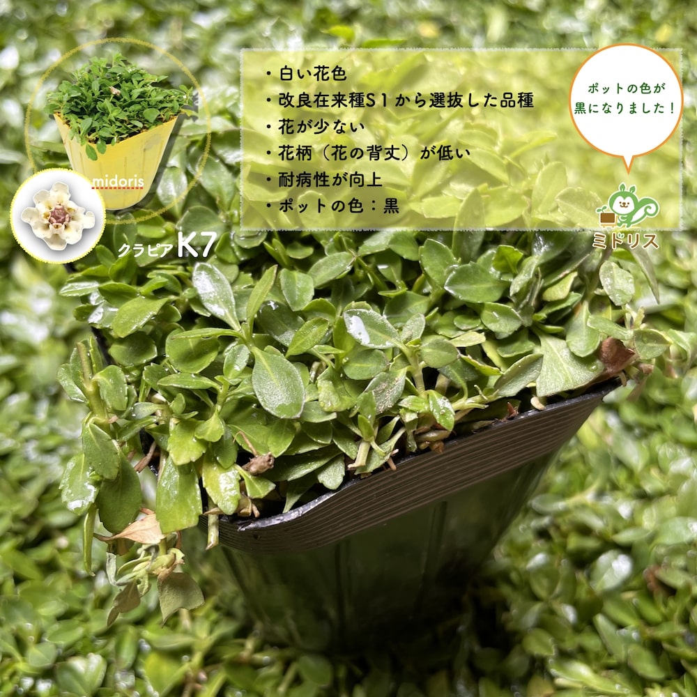 予約特典あり】 クラピア K7（白） 9cmポット苗 40鉢セット 完全植栽