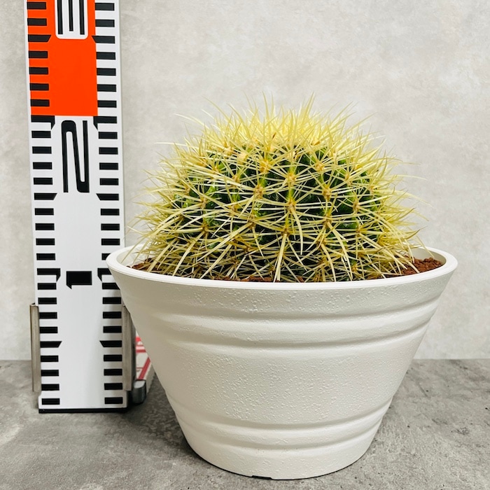 サボテンの王様 金鯱 7号鉢 大型 観葉植物 多肉植物 金シャチ おしゃれ