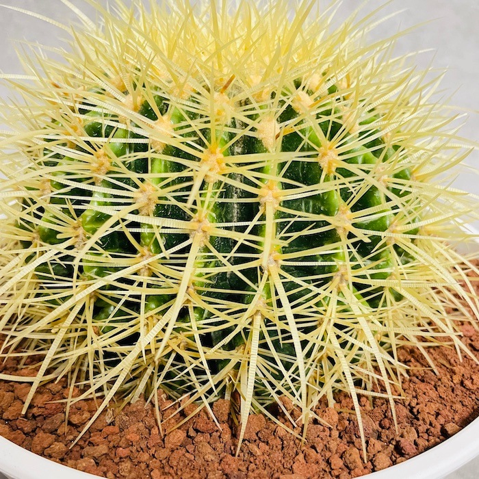 サボテンの王様 金鯱 7号鉢 大型 観葉植物 多肉植物 金シャチ おしゃれ