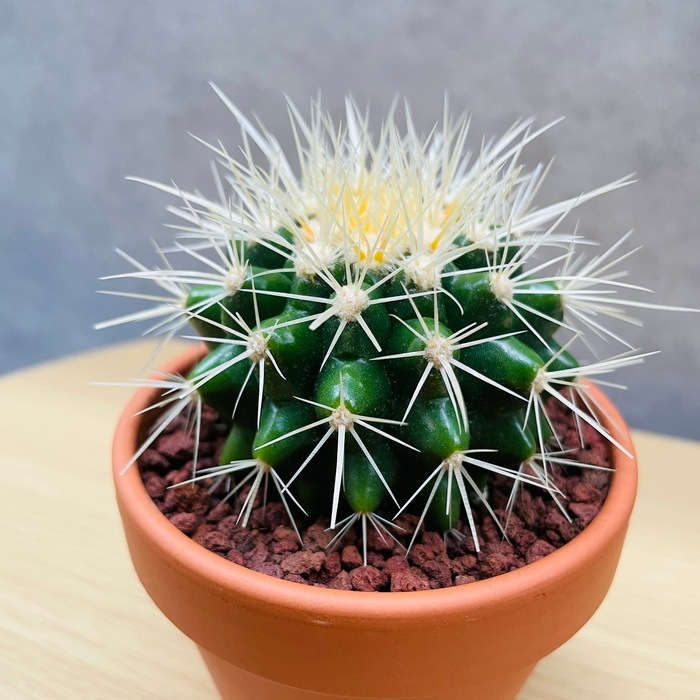 サボテンの王様 金鯱 3号鉢 小さなミニサイズ 観葉植物 多肉植物 金