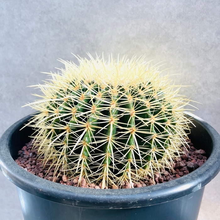 サボテンの王様 金鯱 8号鉢 大型 観葉植物 多肉植物 金シャチ おしゃれ