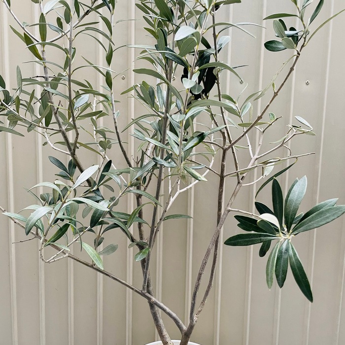 現品 オリーブの木 シプレッシーノ 6号鉢苗 鉢底から95cm程度