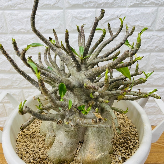 現品 アデニウム アラビカム 大型株 高さ30cm 11号鉢 砂漠のバラ 多肉