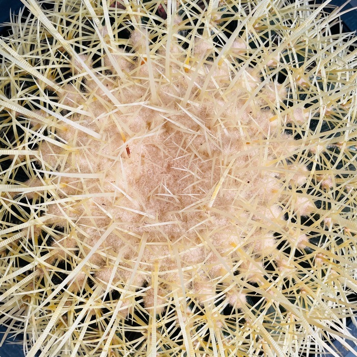 サボテンの王様 金鯱 12号鉢 大型 特大 観葉植物 多肉植物 金シャチ