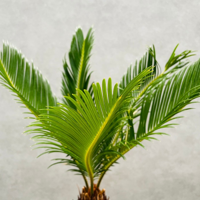 観葉植物 ソテツ 蘇鉄 6号スクエア鉢苗 大型 大きい 鉢植え 和風 和室