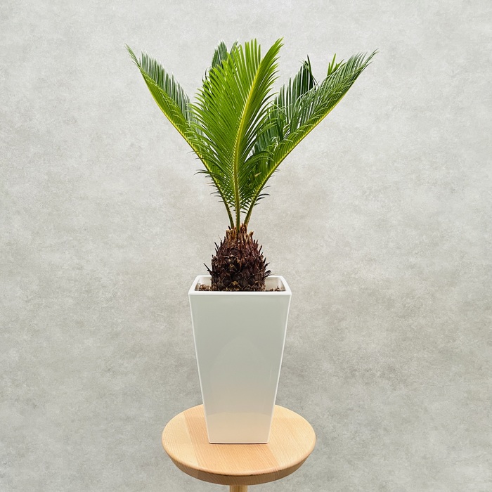 観葉植物 ソテツ 蘇鉄 6号スクエア鉢苗 大型 大きい 鉢植え 和風 和室