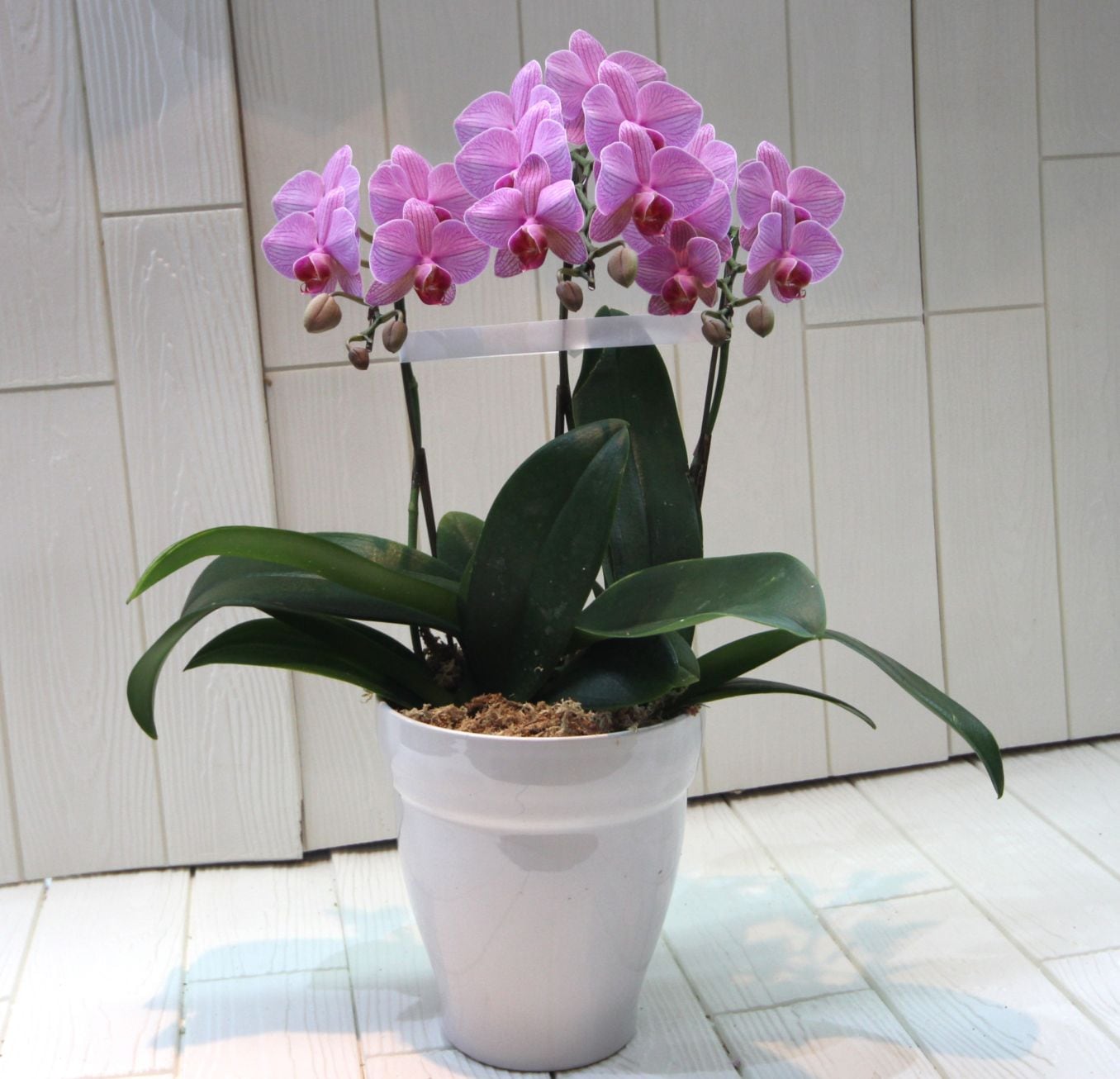 胡蝶蘭 ミディファレノプシス 3本立ち（ピンク） | 法人企業様へ送る