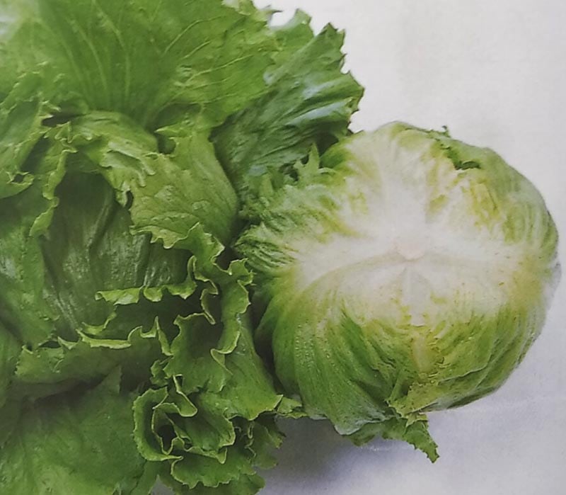 野菜・果物の種,レタス【種】 | みつのぶ