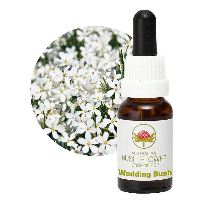 2026 Essence | ブランド一覧,オーストラリアンブッシュ