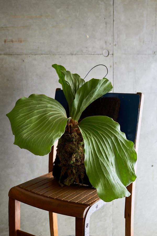 ビカクシダ エレファントティス | 観葉植物・その他植物 | NIKO FLOWERS+