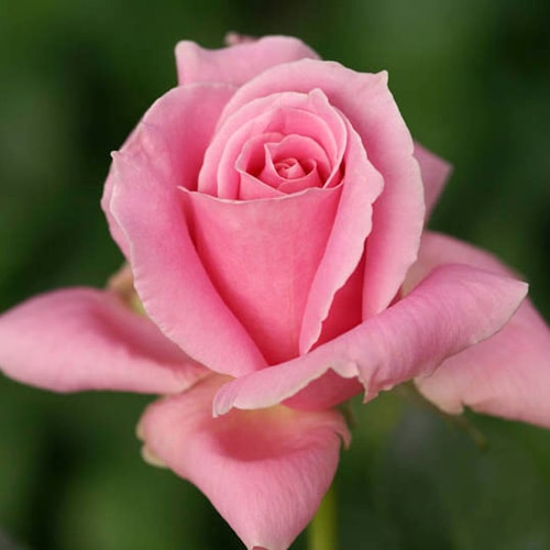 バラ苗 2年大株苗 ビウィッチド ルドヴィック 大輪 4号鉢 ※バラ苗は