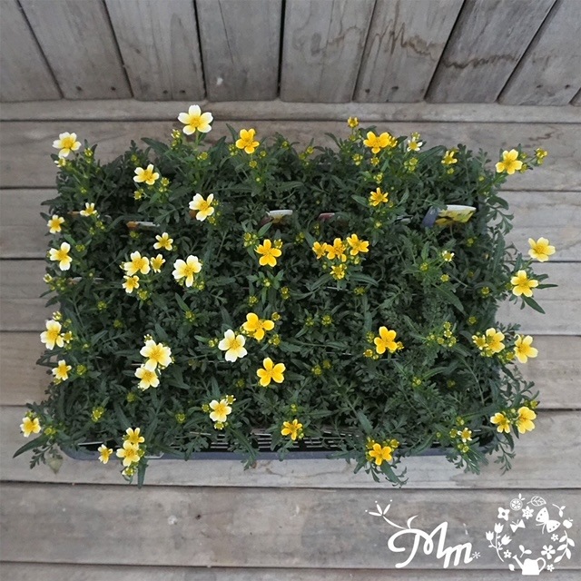 ウインターコスモス・レモンキューピット（ビデンス） 宿根草 9cm