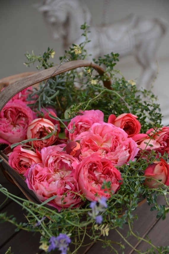 アルゴノーツ（大苗）7号鉢植え バラ苗 《農林水産省 登録品種