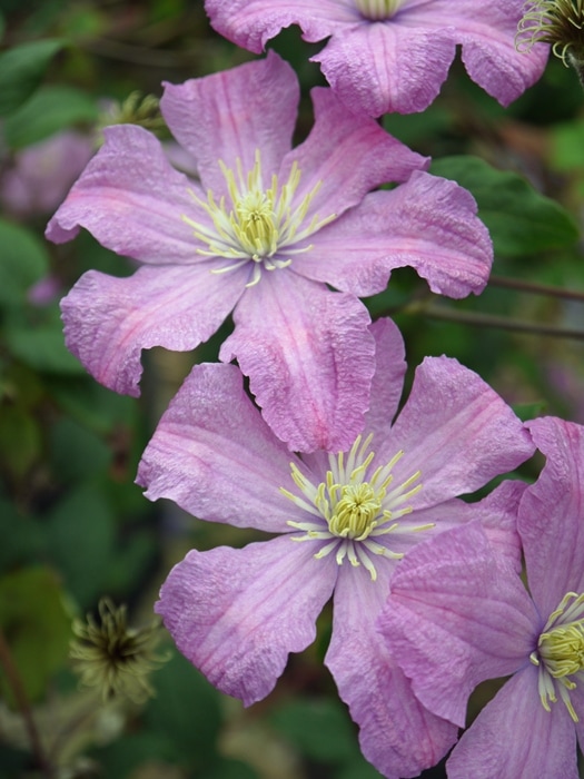 クレマチス 'コンテス・ド・ブショウ' 系統：ジャックマニー系 新枝