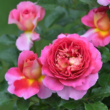 エスプリ・ドゥ・パリ（大苗）7号鉢植え デルバール（Delbard