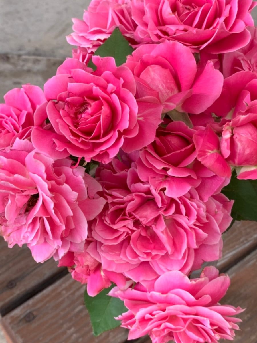 雨ニモマケズ・リバーシブル・ピンク（大苗）7号鉢植え 四季咲き 禅