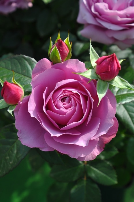 シュリンクス（大苗）7号鉢植え 四季咲き ロサ・オリエンティス