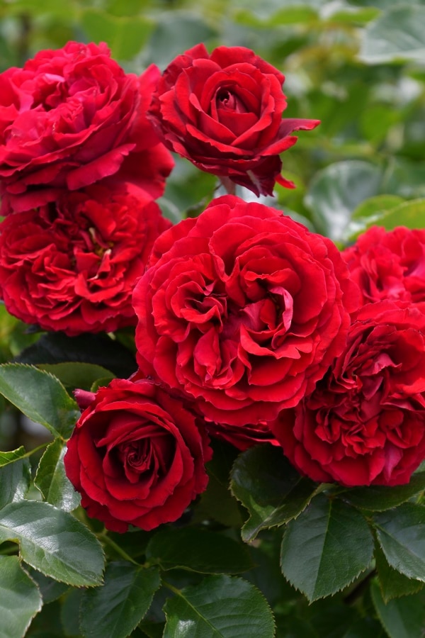 ピュール（大苗）7号鉢植え バラ苗 ロサ・オリエンティス プログレッシ